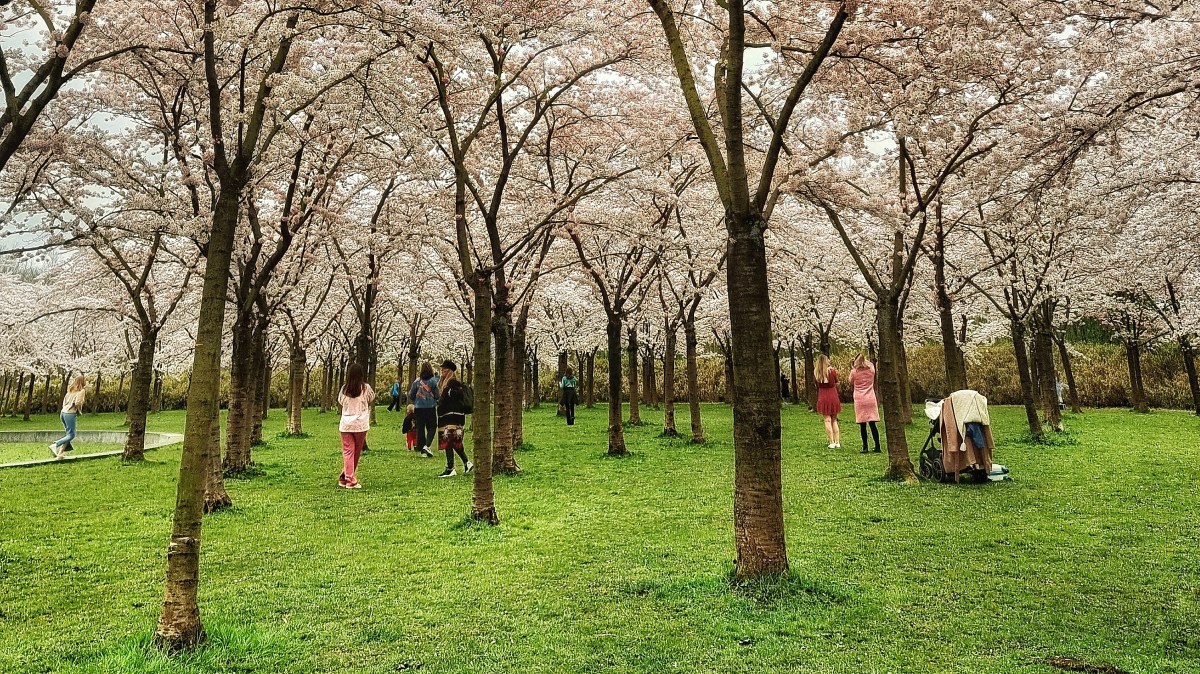 Holandia – Bloesempark. Park Kwitnącej Wiśni w&nbsp;Amstelveen