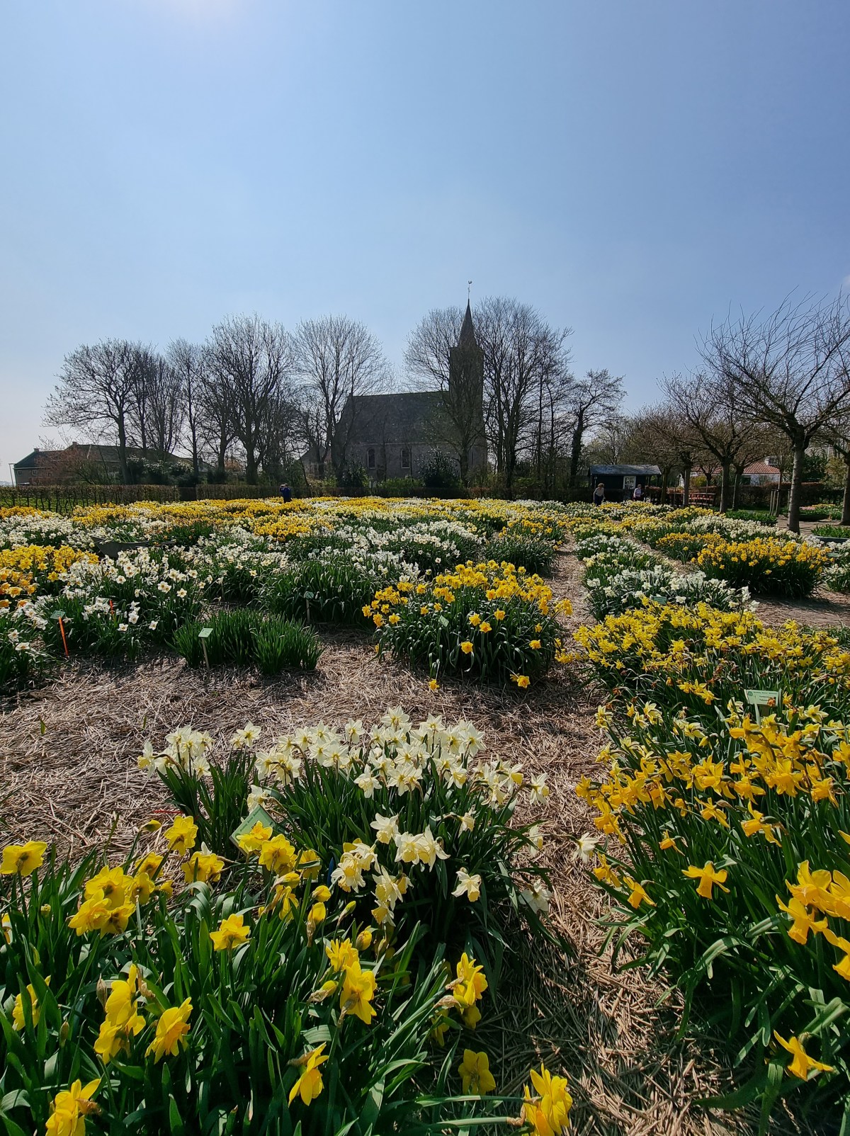 Holandia – Historyczne kwiaty cebulkowe w Ogrodzie Hortus Bulborum w&nbsp;Limmen