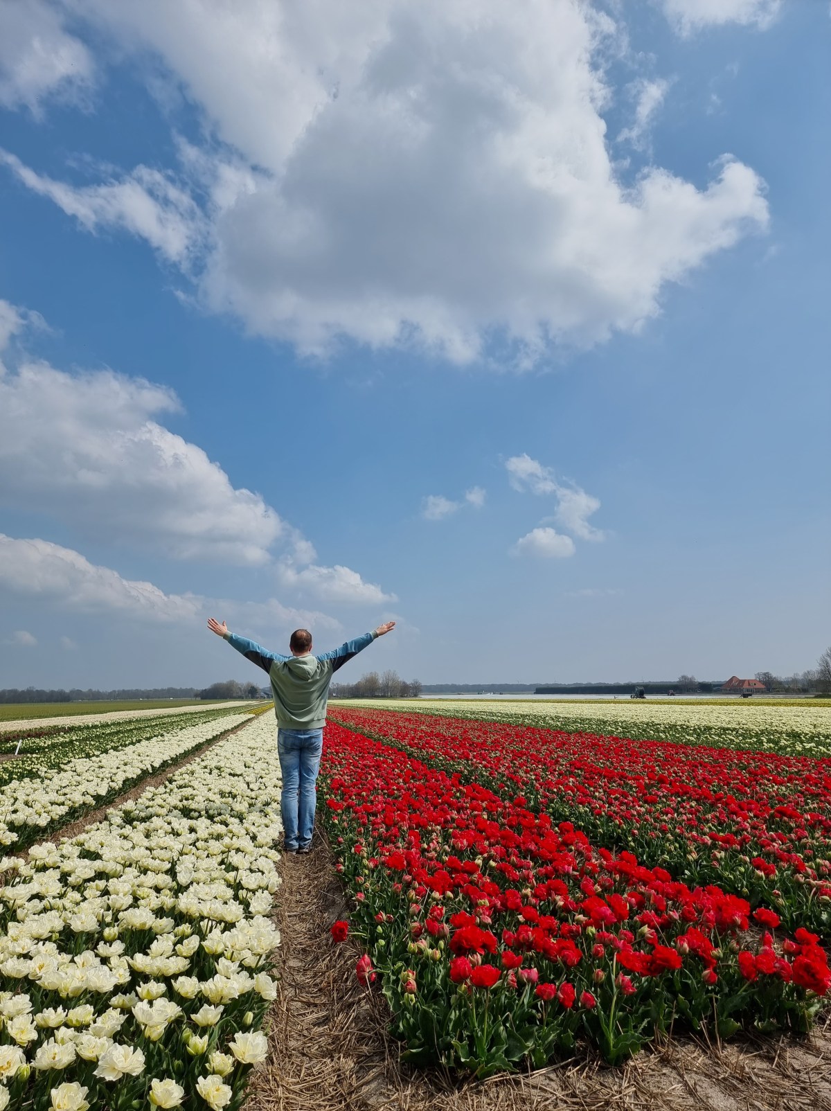Holenderska Wiosna – Pola&nbsp;Kwiatów
