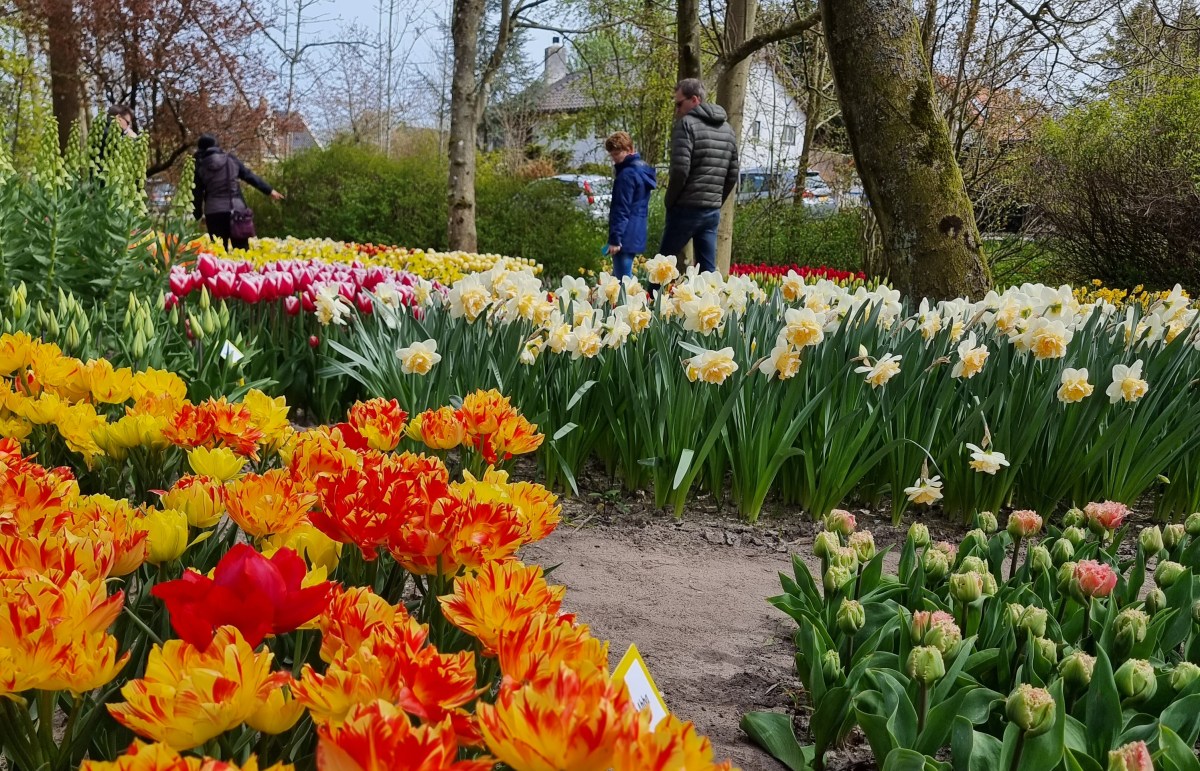 Holandia – Piękny kwiatowy ogród. Ogród Poldertuin Anna Paulowna.  „Mały Keukenhof”